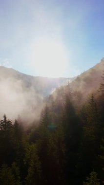 Güneşin doğuşuyla birlikte yemyeşil bir vadinin hava dikey videosu sisli tepeler, orman ağaçları ve yumuşak sabah ışığı. Seyahat, ekolojik maceralar ve manzaralı kaçışlar için mükemmel güzel, sinematik bir manzara.
