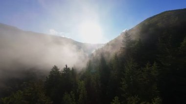 Güneşin doğuşunda yemyeşil bir vadinin hava manzarası sisli tepeler, orman ağaçları ve yumuşak sabah ışığı. Seyahat, ekolojik maceralar ve manzaralı kaçışlar için mükemmel güzel, sinematik bir manzara.