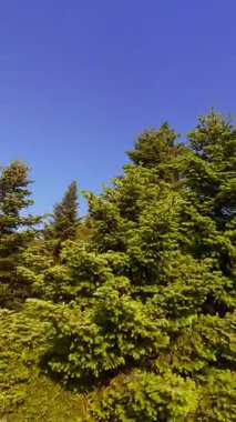 Ormanın zeminini aydınlatan güneş ışınları olan güzel yeşil bir ormanın havacılık videosu. Doğal güzelliklerle dolu barışçıl, sinematik orman sahnesi, ekolojik seyahat, kaçış ve macera için mükemmel.