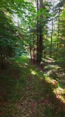 Ormanın zeminini aydınlatan güneş ışınları olan güzel yeşil bir ormanın havacılık videosu. Doğal güzelliklerle dolu barışçıl, sinematik orman sahnesi, ekolojik seyahat, kaçış ve macera için mükemmel.