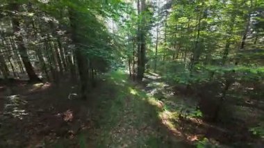 Ormanın zeminini aydınlatan güneş ışınları olan güzel yeşil bir ormanın havadan görünüşü. Doğal güzelliklerle dolu barışçıl, sinematik orman sahnesi, ekolojik seyahat, kaçış ve macera temaları için mükemmel.