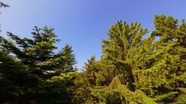 Ormanın zeminini aydınlatan güneş ışınları olan güzel yeşil bir ormanın havadan görünüşü. Doğal güzelliklerle dolu barışçıl, sinematik orman sahnesi, ekolojik seyahat, kaçış ve macera temaları için mükemmel.