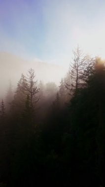 Güneşin doğuşuyla birlikte yemyeşil bir vadinin hava dikey videosu sisli tepeler, orman ağaçları ve yumuşak sabah ışığı. Seyahat, ekolojik maceralar ve manzaralı kaçışlar için mükemmel güzel, sinematik bir manzara.