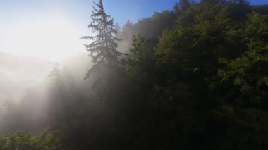 Güneşin doğuşunda yemyeşil bir vadinin hava manzarası sisli tepeler, orman ağaçları ve yumuşak sabah ışığı. Seyahat, ekolojik maceralar ve manzaralı kaçışlar için mükemmel güzel, sinematik bir manzara.