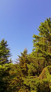 Ormanın zeminini aydınlatan güneş ışınları olan güzel yeşil bir ormanın havacılık videosu. Doğal güzelliklerle dolu barışçıl, sinematik orman sahnesi, ekolojik seyahat, kaçış ve macera için mükemmel.