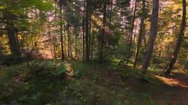 Ormanın zeminini aydınlatan güneş ışınları olan güzel yeşil bir ormanın havadan görünüşü. Doğal güzelliklerle dolu barışçıl, sinematik orman sahnesi, ekolojik seyahat, kaçış ve macera temaları için mükemmel.