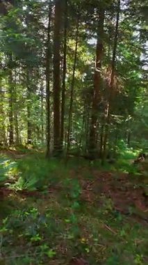 Ormanın zeminini aydınlatan güneş ışınları olan güzel yeşil bir ormanın havacılık videosu. Doğal güzelliklerle dolu barışçıl, sinematik orman sahnesi, ekolojik seyahat, kaçış ve macera için mükemmel.