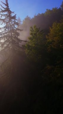 Güneşin doğuşuyla birlikte yemyeşil bir vadinin hava dikey videosu sisli tepeler, orman ağaçları ve yumuşak sabah ışığı. Seyahat, ekolojik maceralar ve manzaralı kaçışlar için mükemmel güzel, sinematik bir manzara.