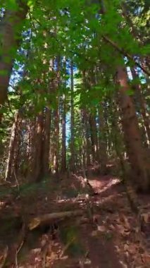 Ormanın zeminini aydınlatan güneş ışınları olan güzel yeşil bir ormanın havacılık videosu. Doğal güzelliklerle dolu barışçıl, sinematik orman sahnesi, ekolojik seyahat, kaçış ve macera için mükemmel.