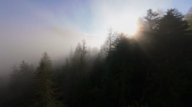 Güneşin doğuşunda yemyeşil bir vadinin hava manzarası sisli tepeler, orman ağaçları ve yumuşak sabah ışığı. Seyahat, ekolojik maceralar ve manzaralı kaçışlar için mükemmel güzel, sinematik bir manzara.