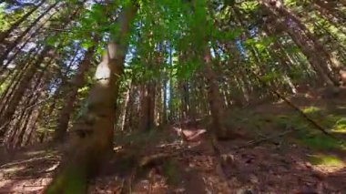 Ormanın zeminini aydınlatan güneş ışınları olan güzel yeşil bir ormanın havadan görünüşü. Doğal güzelliklerle dolu barışçıl, sinematik orman sahnesi, ekolojik seyahat, kaçış ve macera temaları için mükemmel.