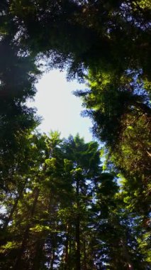 Ormanın zeminini aydınlatan güneş ışınları olan güzel yeşil bir ormanın havacılık videosu. Doğal güzelliklerle dolu barışçıl, sinematik orman sahnesi, ekolojik seyahat, kaçış ve macera için mükemmel.