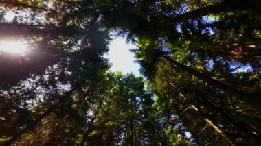 Ormanın zeminini aydınlatan güneş ışınları olan güzel yeşil bir ormanın havadan görünüşü. Doğal güzelliklerle dolu barışçıl, sinematik orman sahnesi, ekolojik seyahat, kaçış ve macera temaları için mükemmel.
