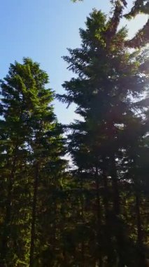 Ormanın zeminini aydınlatan güneş ışınları olan güzel yeşil bir ormanın havacılık videosu. Doğal güzelliklerle dolu barışçıl, sinematik orman sahnesi, ekolojik seyahat, kaçış ve macera için mükemmel.