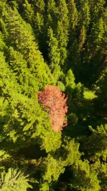 Ormanın zeminini aydınlatan güneş ışınları olan güzel yeşil bir ormanın havacılık videosu. Doğal güzelliklerle dolu barışçıl, sinematik orman sahnesi, ekolojik seyahat, kaçış ve macera için mükemmel.