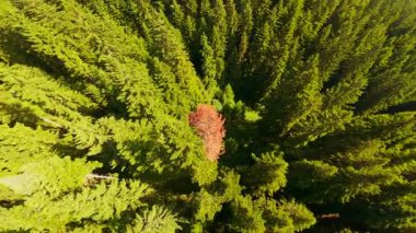 Ormanın zeminini aydınlatan güneş ışınları olan güzel yeşil bir ormanın havadan görünüşü. Doğal güzelliklerle dolu barışçıl, sinematik orman sahnesi, ekolojik seyahat, kaçış ve macera temaları için mükemmel.