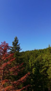 Ormanın zeminini aydınlatan güneş ışınları olan güzel yeşil bir ormanın havacılık videosu. Doğal güzelliklerle dolu barışçıl, sinematik orman sahnesi, ekolojik seyahat, kaçış ve macera için mükemmel.