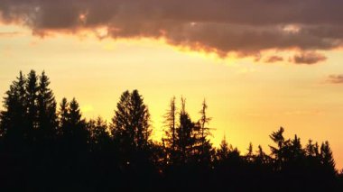 Gün batımında parlayan güneş, sıcak turuncu gökyüzü ve uzun çam ağaçları olan manzaralı orman silueti. Huzurlu, sakin doğa manzarası sakinlik, sükunet ve güzellik temaları için mükemmeldir.
