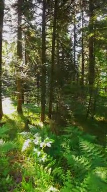 Ormanın zeminini aydınlatan güneş ışınları olan güzel yeşil bir ormanın havacılık videosu. Doğal güzelliklerle dolu barışçıl, sinematik orman sahnesi, ekolojik seyahat, kaçış ve macera için mükemmel.