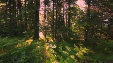 Ormanın zeminini aydınlatan güneş ışınları olan güzel yeşil bir ormanın havadan görünüşü. Doğal güzelliklerle dolu barışçıl, sinematik orman sahnesi, ekolojik seyahat, kaçış ve macera temaları için mükemmel.