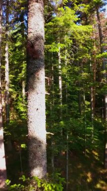 Ormanın zeminini aydınlatan güneş ışınları olan güzel yeşil bir ormanın havacılık videosu. Doğal güzelliklerle dolu barışçıl, sinematik orman sahnesi, ekolojik seyahat, kaçış ve macera için mükemmel.