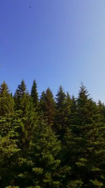 Ormanın zeminini aydınlatan güneş ışınları olan güzel yeşil bir ormanın havacılık videosu. Doğal güzelliklerle dolu barışçıl, sinematik orman sahnesi, ekolojik seyahat, kaçış ve macera için mükemmel.