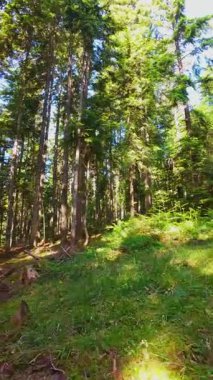 Ormanın zeminini aydınlatan güneş ışınları olan güzel yeşil bir ormanın havacılık videosu. Doğal güzelliklerle dolu barışçıl, sinematik orman sahnesi, ekolojik seyahat, kaçış ve macera için mükemmel.