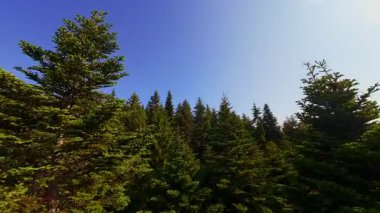 Ormanın zeminini aydınlatan güneş ışınları olan güzel yeşil bir ormanın havadan görünüşü. Doğal güzelliklerle dolu barışçıl, sinematik orman sahnesi, ekolojik seyahat, kaçış ve macera temaları için mükemmel.