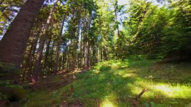 Ormanın zeminini aydınlatan güneş ışınları olan güzel yeşil bir ormanın havadan görünüşü. Doğal güzelliklerle dolu barışçıl, sinematik orman sahnesi, ekolojik seyahat, kaçış ve macera temaları için mükemmel.
