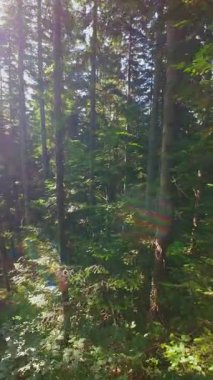 Ormanın zeminini aydınlatan güneş ışınları olan güzel yeşil bir ormanın havacılık videosu. Doğal güzelliklerle dolu barışçıl, sinematik orman sahnesi, ekolojik seyahat, kaçış ve macera için mükemmel.