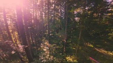 Ormanın zeminini aydınlatan güneş ışınları olan güzel yeşil bir ormanın havadan görünüşü. Doğal güzelliklerle dolu barışçıl, sinematik orman sahnesi, ekolojik seyahat, kaçış ve macera temaları için mükemmel.
