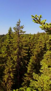 Ormanın zeminini aydınlatan güneş ışınları olan güzel yeşil bir ormanın havacılık videosu. Doğal güzelliklerle dolu barışçıl, sinematik orman sahnesi, ekolojik seyahat, kaçış ve macera için mükemmel.