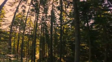 Ormanın zeminini aydınlatan güneş ışınları olan güzel yeşil bir ormanın havadan görünüşü. Doğal güzelliklerle dolu barışçıl, sinematik orman sahnesi, ekolojik seyahat, kaçış ve macera temaları için mükemmel.