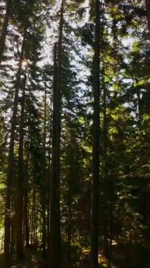 Ormanın zeminini aydınlatan güneş ışınları olan güzel yeşil bir ormanın havacılık videosu. Doğal güzelliklerle dolu barışçıl, sinematik orman sahnesi, ekolojik seyahat, kaçış ve macera için mükemmel.