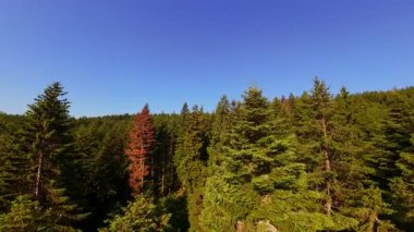 Ormanın zeminini aydınlatan güneş ışınları olan güzel yeşil bir ormanın havadan görünüşü. Doğal güzelliklerle dolu barışçıl, sinematik orman sahnesi, ekolojik seyahat, kaçış ve macera temaları için mükemmel.