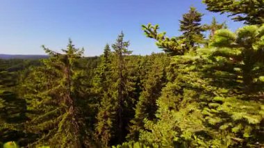 Ormanın zeminini aydınlatan güneş ışınları olan güzel yeşil bir ormanın havadan görünüşü. Doğal güzelliklerle dolu barışçıl, sinematik orman sahnesi, ekolojik seyahat, kaçış ve macera temaları için mükemmel.