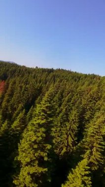 Ormanın zeminini aydınlatan güneş ışınları olan güzel yeşil bir ormanın havacılık videosu. Doğal güzelliklerle dolu barışçıl, sinematik orman sahnesi, ekolojik seyahat, kaçış ve macera için mükemmel.