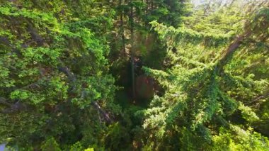 Ormanın zeminini aydınlatan güneş ışınları olan güzel yeşil bir ormanın havadan görünüşü. Doğal güzelliklerle dolu barışçıl, sinematik orman sahnesi, ekolojik seyahat, kaçış ve macera temaları için mükemmel.