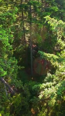 Ormanın zeminini aydınlatan güneş ışınları olan güzel yeşil bir ormanın havacılık videosu. Doğal güzelliklerle dolu barışçıl, sinematik orman sahnesi, ekolojik seyahat, kaçış ve macera için mükemmel.