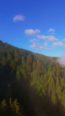 Güneşin doğuşuyla birlikte yemyeşil bir vadinin hava dikey videosu sisli tepeler, orman ağaçları ve yumuşak sabah ışığı. Seyahat, ekolojik maceralar ve manzaralı kaçışlar için mükemmel güzel, sinematik bir manzara.