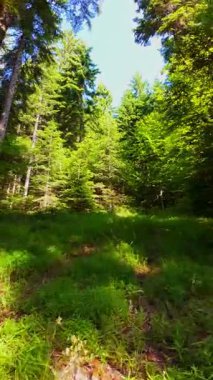Ormanın zeminini aydınlatan güneş ışınları olan güzel yeşil bir ormanın havacılık videosu. Doğal güzelliklerle dolu barışçıl, sinematik orman sahnesi, ekolojik seyahat, kaçış ve macera için mükemmel.