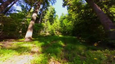 Ormanın zeminini aydınlatan güneş ışınları olan güzel yeşil bir ormanın havadan görünüşü. Doğal güzelliklerle dolu barışçıl, sinematik orman sahnesi, ekolojik seyahat, kaçış ve macera temaları için mükemmel.