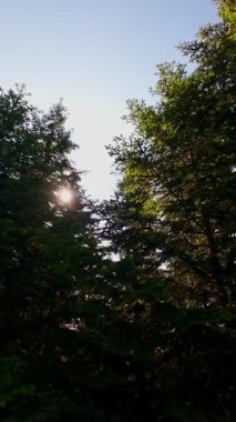 Ormanın zeminini aydınlatan güneş ışınları olan güzel yeşil bir ormanın havacılık videosu. Doğal güzelliklerle dolu barışçıl, sinematik orman sahnesi, ekolojik seyahat, kaçış ve macera için mükemmel.