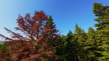 Ormanın zeminini aydınlatan güneş ışınları olan güzel yeşil bir ormanın havadan görünüşü. Doğal güzelliklerle dolu barışçıl, sinematik orman sahnesi, ekolojik seyahat, kaçış ve macera temaları için mükemmel.