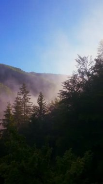 Güneşin doğuşuyla birlikte yemyeşil bir vadinin hava dikey videosu sisli tepeler, orman ağaçları ve yumuşak sabah ışığı. Seyahat, ekolojik maceralar ve manzaralı kaçışlar için mükemmel güzel, sinematik bir manzara.