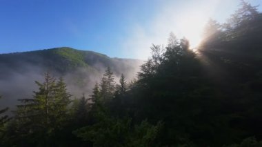 Güneşin doğuşunda yemyeşil bir vadinin hava manzarası sisli tepeler, orman ağaçları ve yumuşak sabah ışığı. Seyahat, ekolojik maceralar ve manzaralı kaçışlar için mükemmel güzel, sinematik bir manzara.