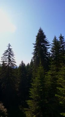 Ormanın zeminini aydınlatan güneş ışınları olan güzel yeşil bir ormanın havacılık videosu. Doğal güzelliklerle dolu barışçıl, sinematik orman sahnesi, ekolojik seyahat, kaçış ve macera için mükemmel.