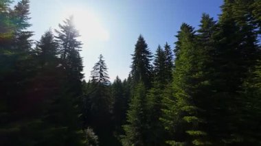 Ormanın zeminini aydınlatan güneş ışınları olan güzel yeşil bir ormanın havadan görünüşü. Doğal güzelliklerle dolu barışçıl, sinematik orman sahnesi, ekolojik seyahat, kaçış ve macera temaları için mükemmel.