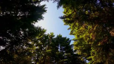 Ormanın zeminini aydınlatan güneş ışınları olan güzel yeşil bir ormanın havadan görünüşü. Doğal güzelliklerle dolu barışçıl, sinematik orman sahnesi, ekolojik seyahat, kaçış ve macera temaları için mükemmel.