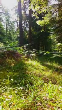 Ormanın zeminini aydınlatan güneş ışınları olan güzel yeşil bir ormanın havacılık videosu. Doğal güzelliklerle dolu barışçıl, sinematik orman sahnesi, ekolojik seyahat, kaçış ve macera için mükemmel.